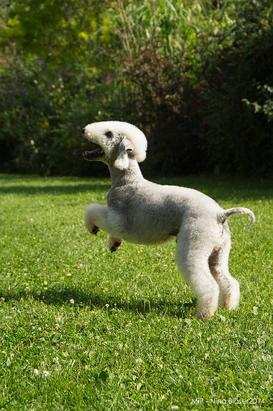 2014-06-06 Cherry & Quincy-8891.jpg